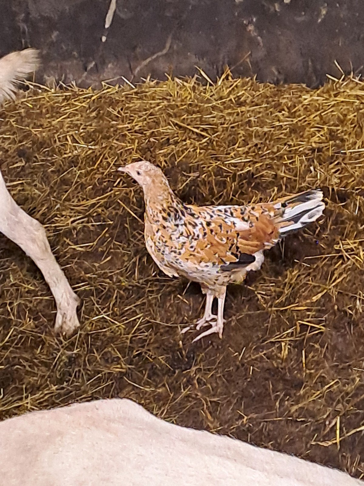 jonge leghorn, Dieren en Toebehoren, Vrouwelijk, Kip