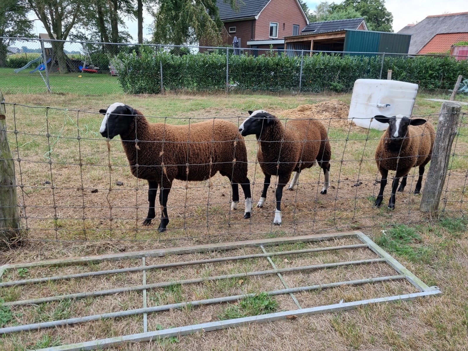 mooi getekende Zwartbles dek ram, Dieren en Toebehoren, Schapen, Geiten en Varkens, Mannelijk, Schaap