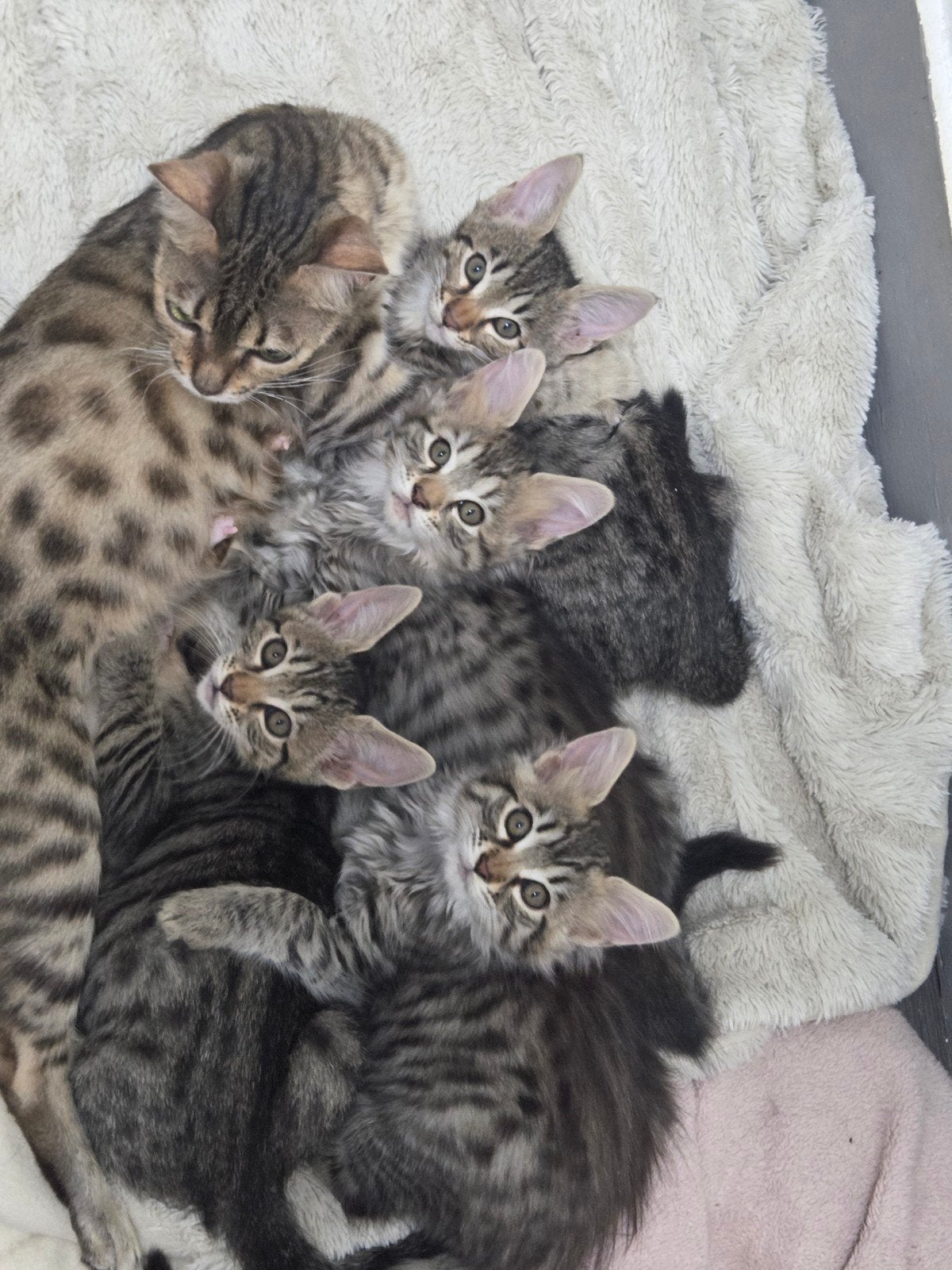 laatste mooie lieve  kitten kruising bengaal x maincoon, Meerdere dieren, Ontwormd