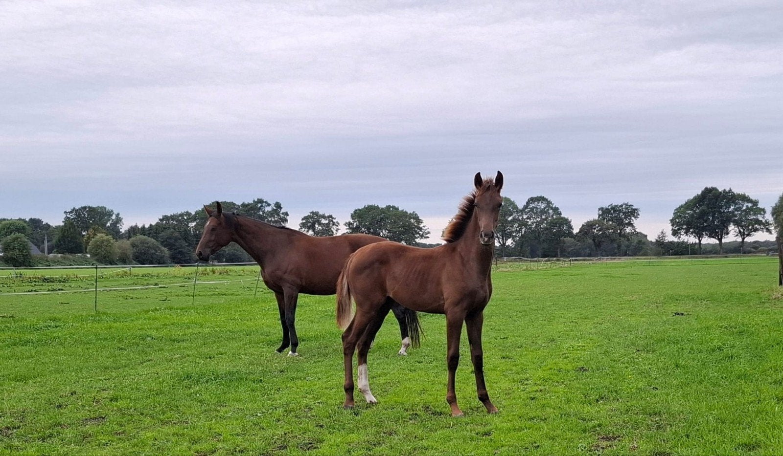 Elite merrie met merrie veulen, Dieren en Toebehoren, Merrie, 170 tot 175 cm, Dressuurpaard
