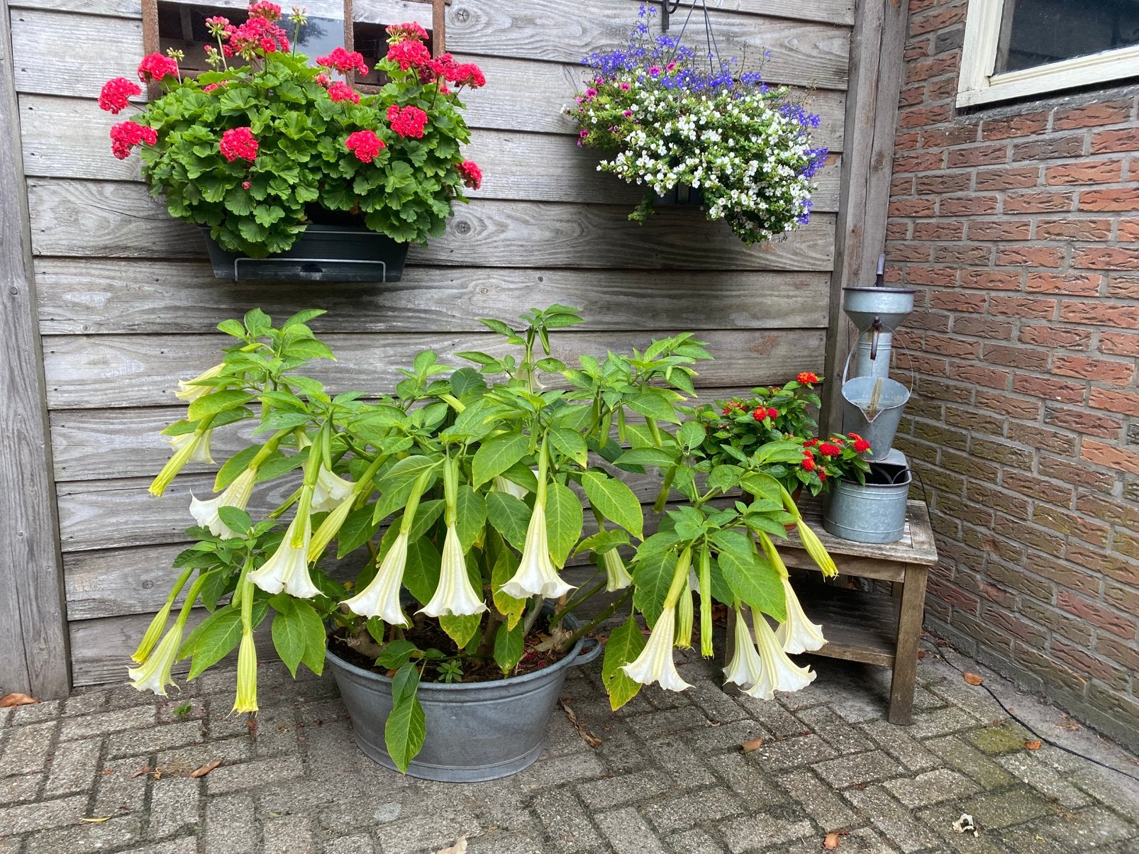 Brugmansia/Trompetplant, Ophalen, Overige soorten, Volle zon