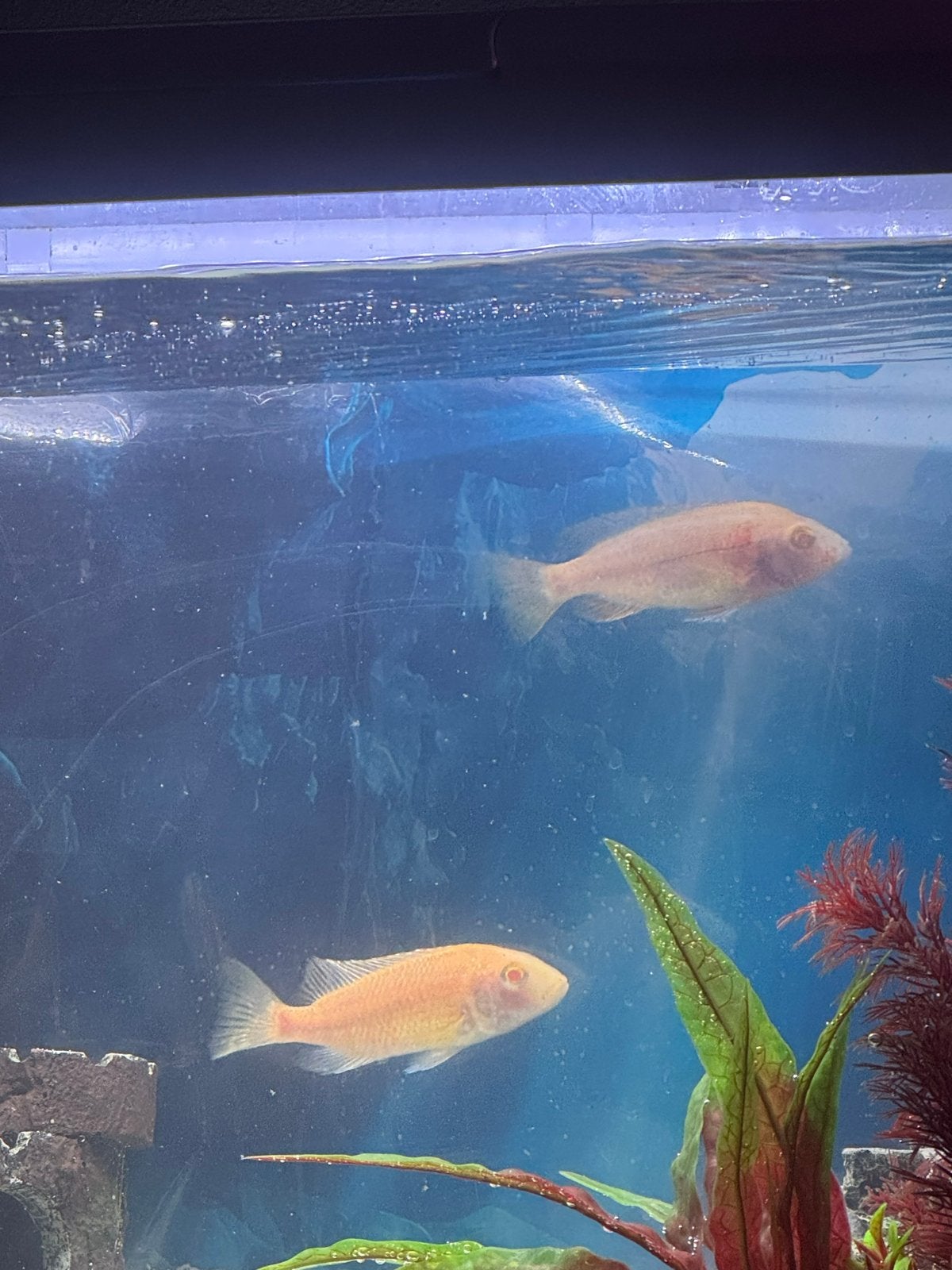 Twee zalm kleurige cichlide., Vis
