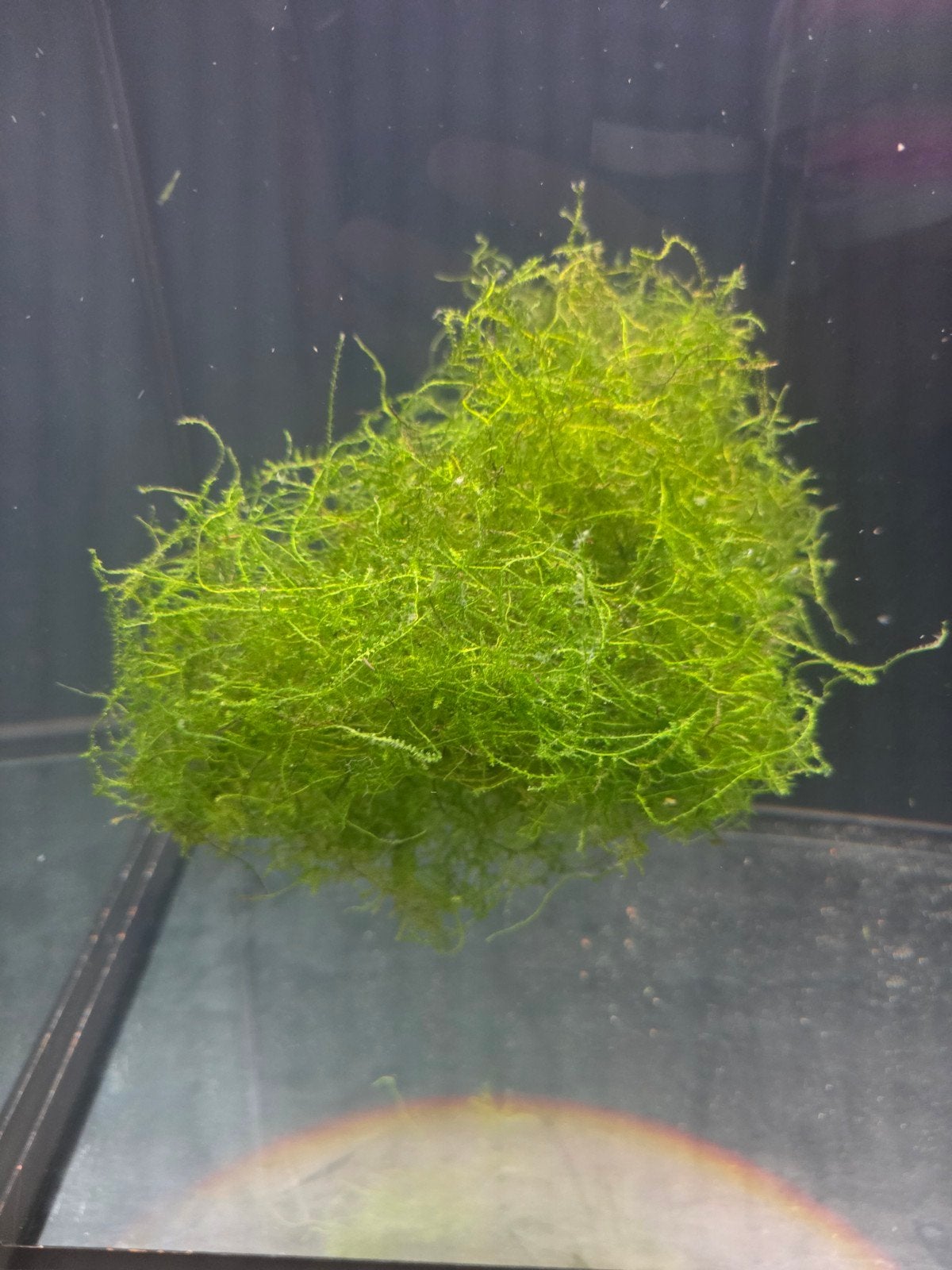 aquarium mos, Ophalen, Plant(en), Steen of Hout