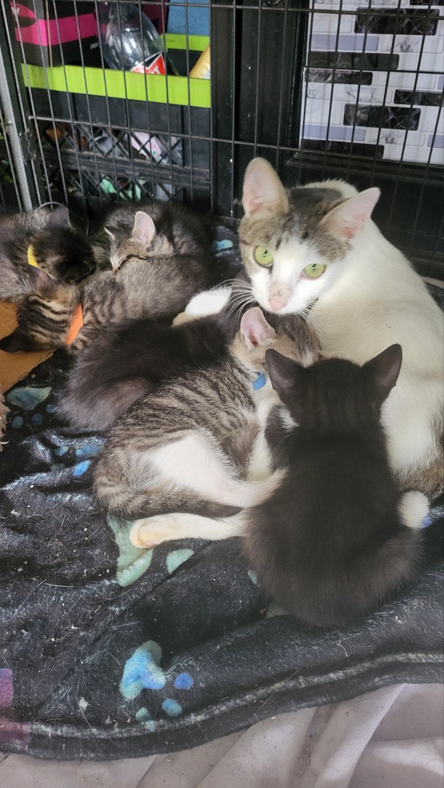 Te koop 6 cyperse kittens en zwart/witte kittens 6 weken oud, Dieren en Toebehoren, Katten en Kittens | Overige Katten, Meerdere dieren