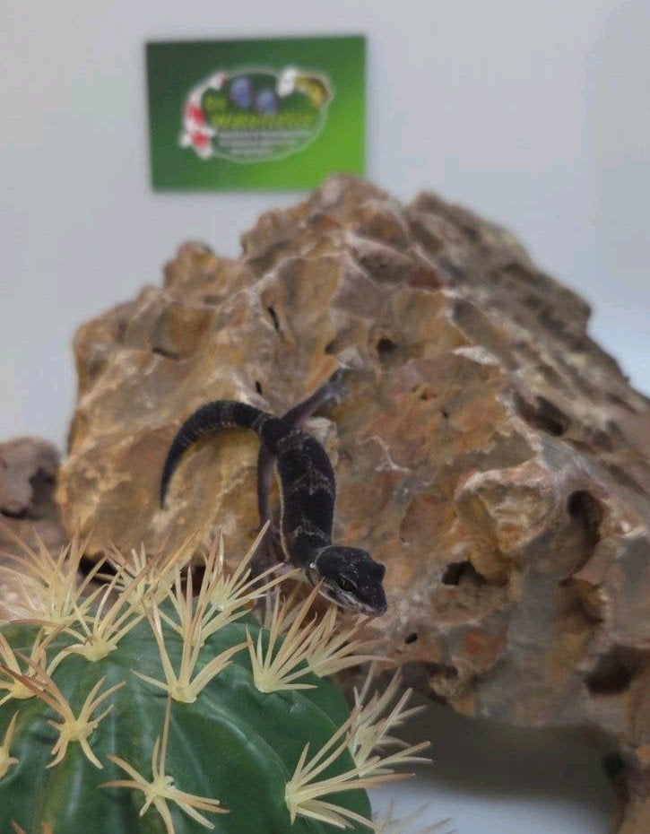 Luipaardgekko Blacknight Leopard Gecko photo 2