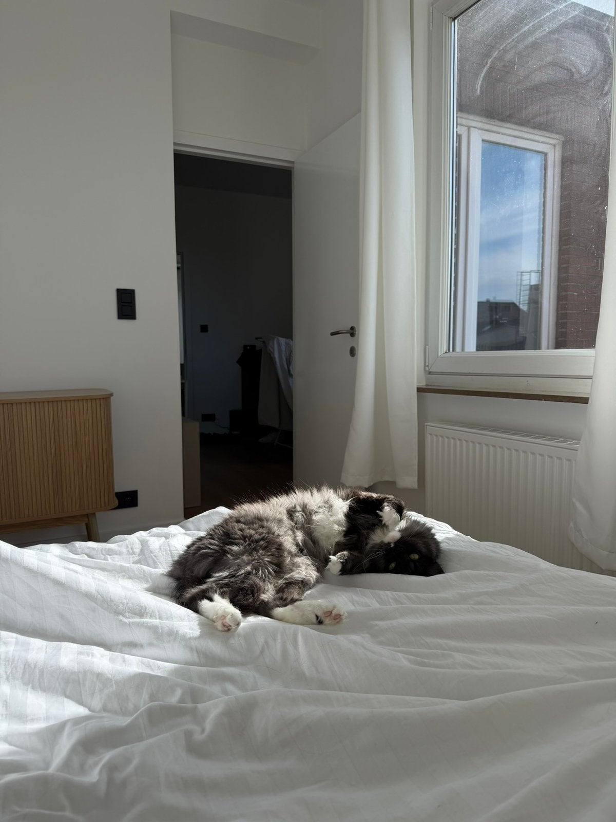 Pristy, Dieren en Toebehoren, Poes, Gechipt, 3 tot 5 jaar