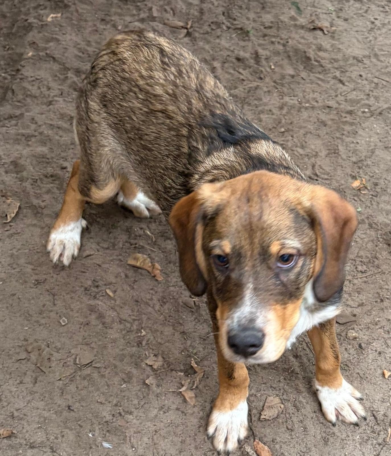 hazewindhond pupy 5maanden oud tekoop, Dieren en Toebehoren, 15 weken tot 1 jaar, Reu, Meerdere, Middel