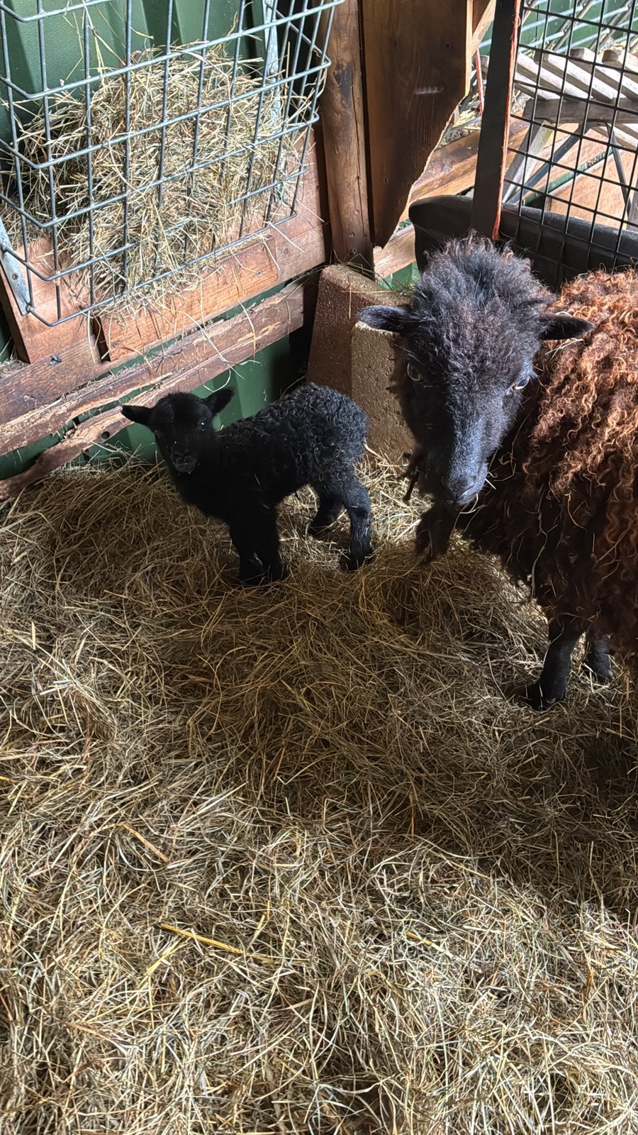 Ouessant ooitjes en rammetjes, Dieren en Toebehoren, Meerdere dieren, Schaap, 0 tot 2 jaar