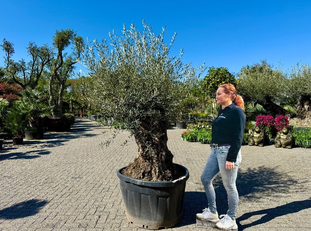 Olijfboom (Olea europaea)120/140 cm stamomtrek - mini bonsai, Ophalen of Verzenden, 100 tot 250 cm, Olijfboom, Zomer