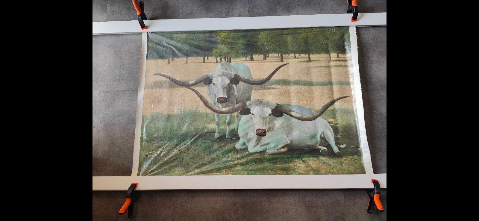 Schilderij op doek: Twee Longhorn runderen, 130x100cm, Doek, Realistisch, Dieren, Ophalen of Verzenden