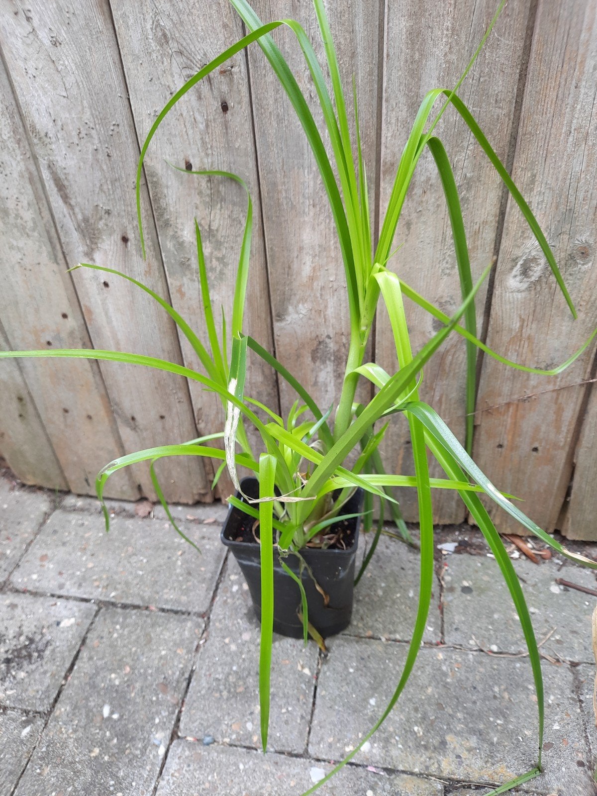 Cyperus Glaber, Ophalen