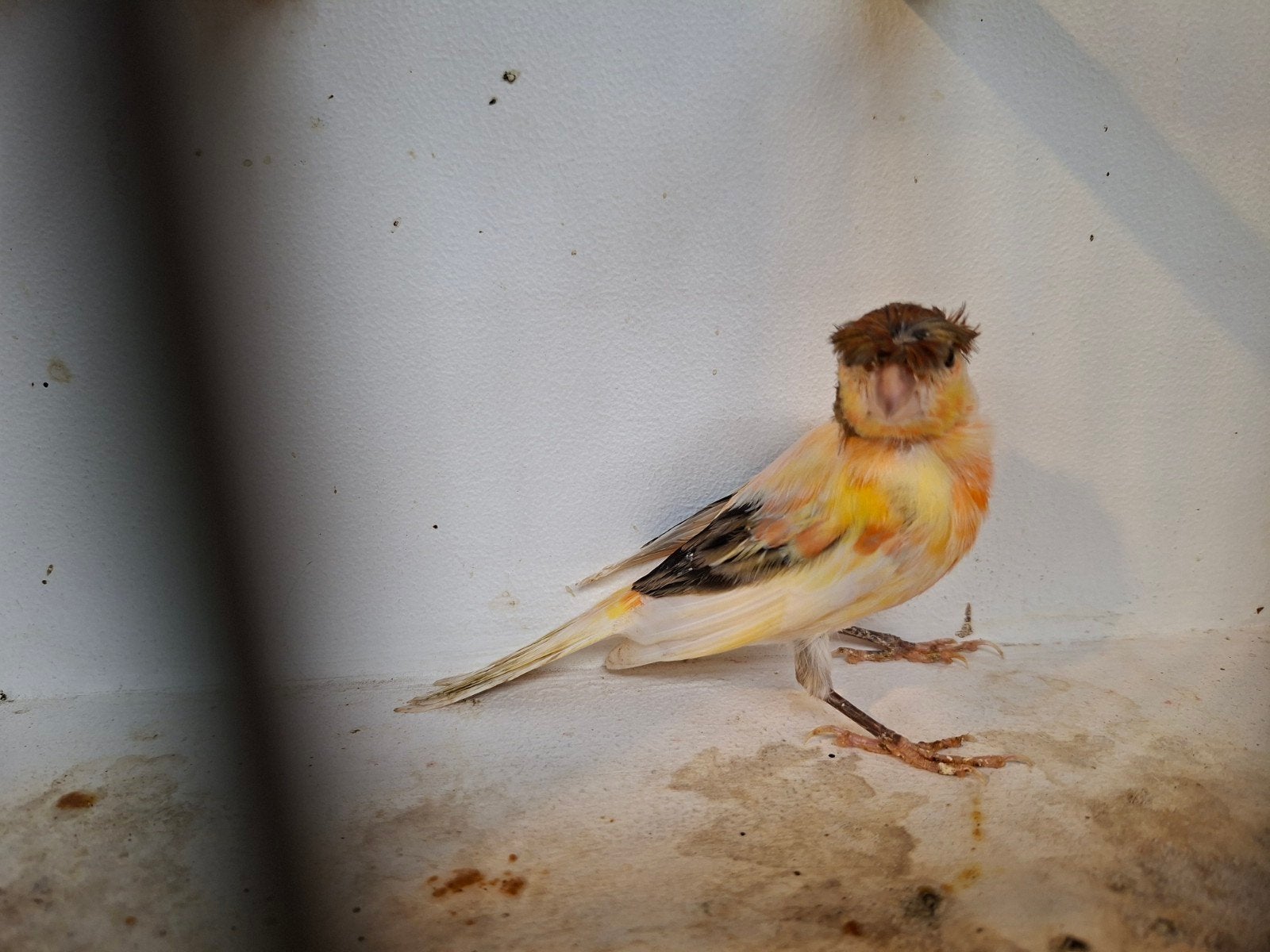 harlekijn kanaries, Meerdere dieren, Postuurkanarie