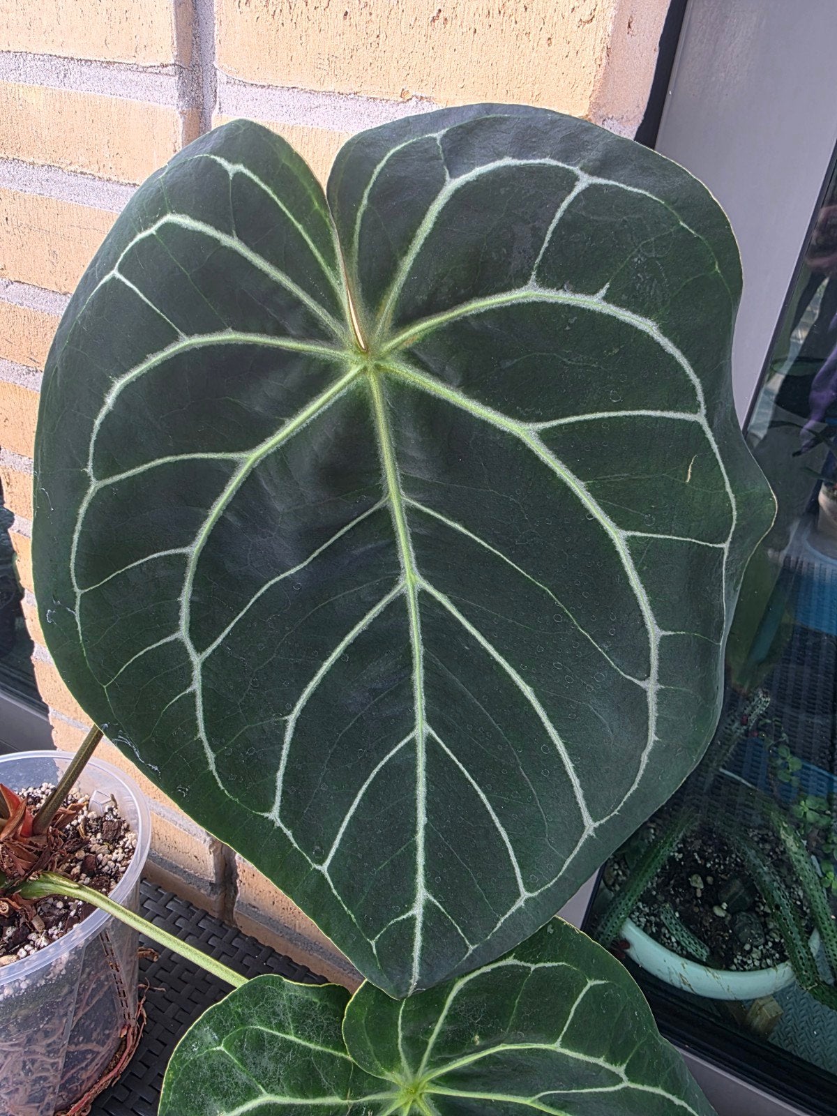Anthurium Crystallinum XXL- Prachtige Aroid Kamerplant, Vaste plant, Bloeit niet, Halfschaduw, Ophalen