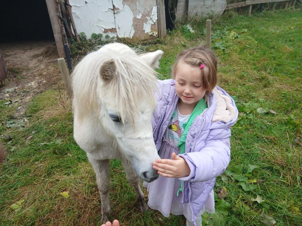 Enter bijna 1 jarige welsh merrie plus e pony en shetlander, Dieren en Toebehoren, Merrie, B pony (1.17m tot 1.27m), Dressuurpony