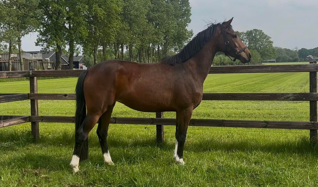 Leuke 3 jarige merrie, interessant voor de sport!, Dieren en Toebehoren, Merrie, Met stamboom, Dressuurpaard, 3 tot 6 jaar