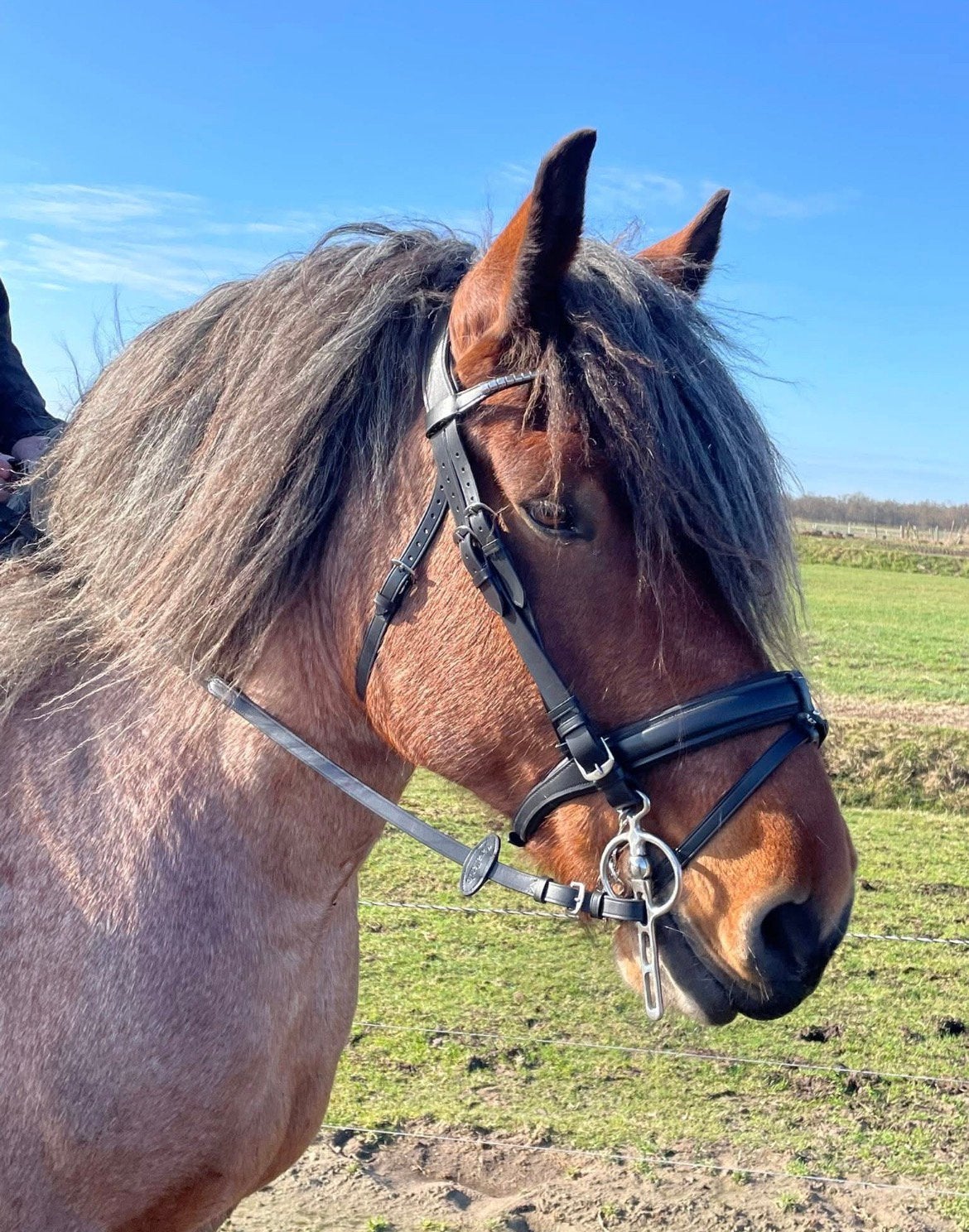 trekpaardhoofdstel, Dieren en Toebehoren, Ophalen of Verzenden, Inclusief bit, Hoofdstel