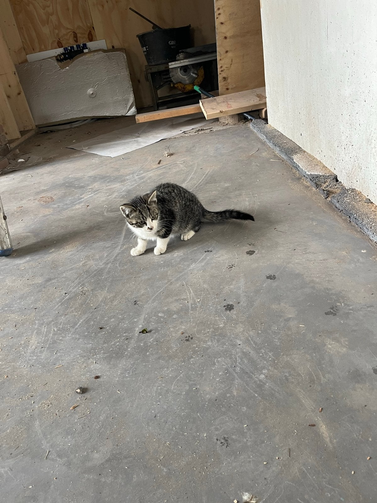 Boerderij kittens, Dieren en Toebehoren, Meerdere dieren