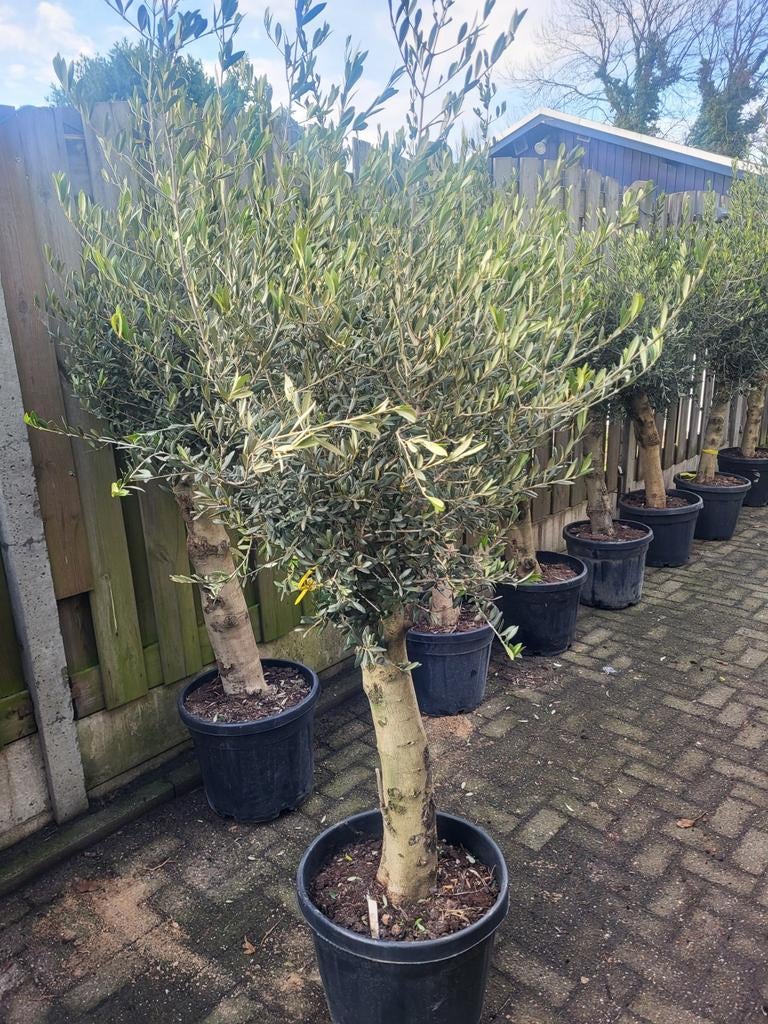 Olijfbomen deal !! Dikke stam €99 euro, Volle zon, Ophalen of Verzenden, 100 tot 250 cm, Olijfboom