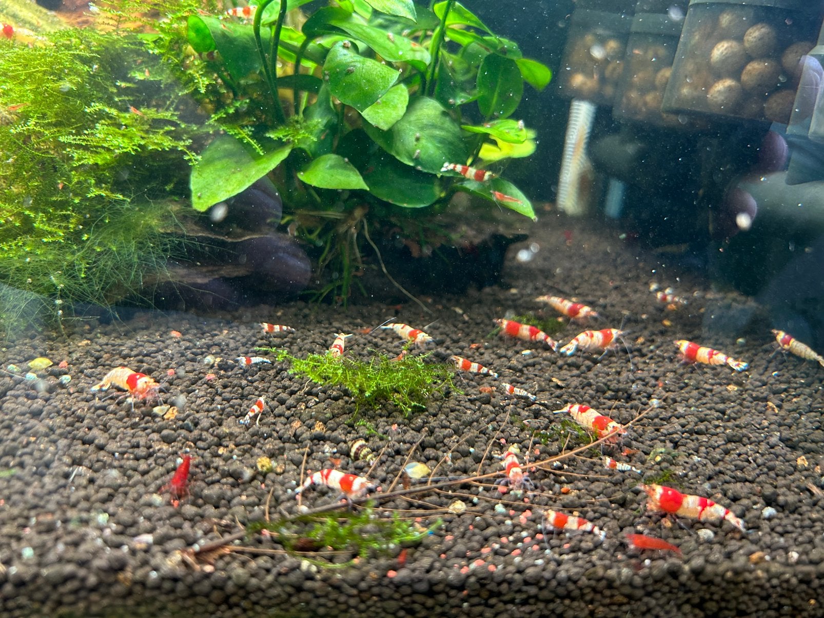 Crystal Red garalen, Dieren en Toebehoren, Kreeft, Krab of Garnaal