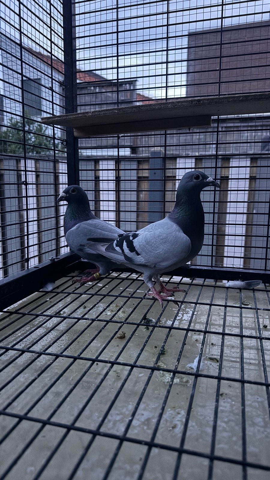 Koppel postduiven duivinnen, Dieren en Toebehoren, Vogels | Duiven