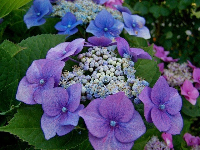 Hortensia Hydrangea macrophylla 'Mariesii Perfecta' 🍀🌸, Ophalen, Overige soorten, Halfschaduw