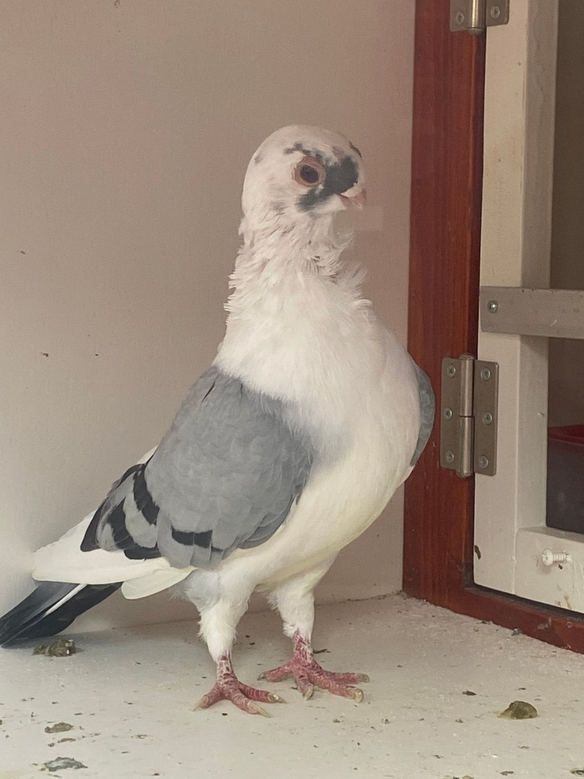 Figurita duivin met stropdasje, Dieren en Toebehoren, Vogels | Duiven, Vrouwelijk, Kropper