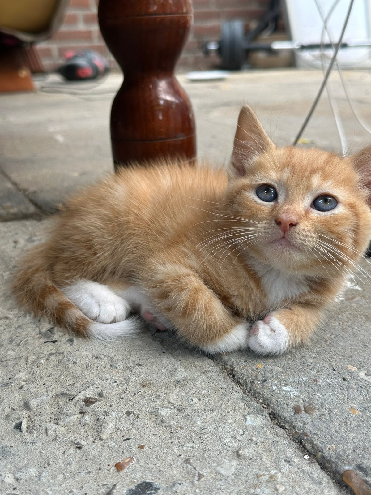 Leuke lieve kittens te koop!, 0 tot 2 jaar