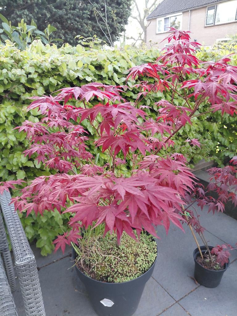 Japanse esdoorn, Acer Palmatum Atropurpureum rood, Tuin en Terras, Planten | Tuinplanten, Ophalen, Bloeit niet, Overige soorten