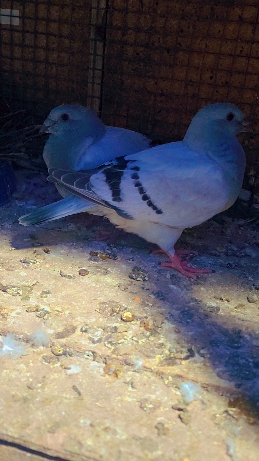 Duiven te koop, Dieren en Toebehoren, Vogels | Duiven, Meerdere dieren, Overige soorten