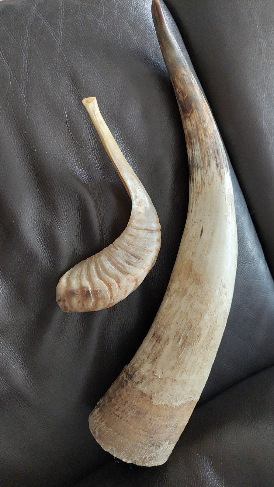 2 hoorns, Ophalen of Verzenden
