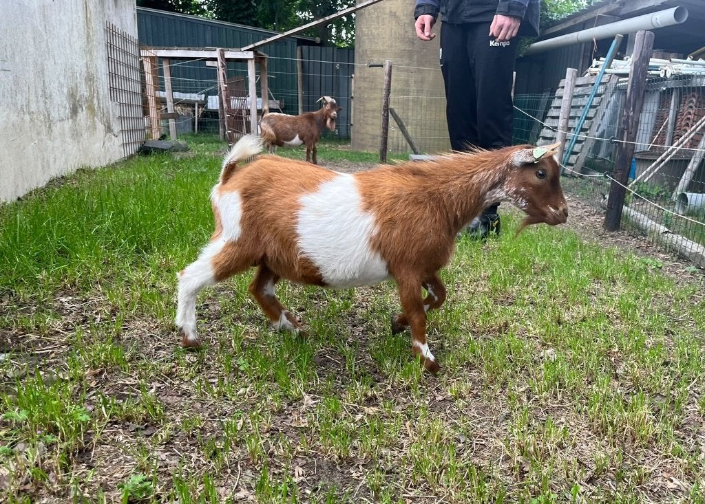 Mooie lakenvelder dwerggeiten Bok te koop, Dieren en Toebehoren, Schapen, Geiten en Varkens, Mannelijk, Geit, 0 tot 2 jaar