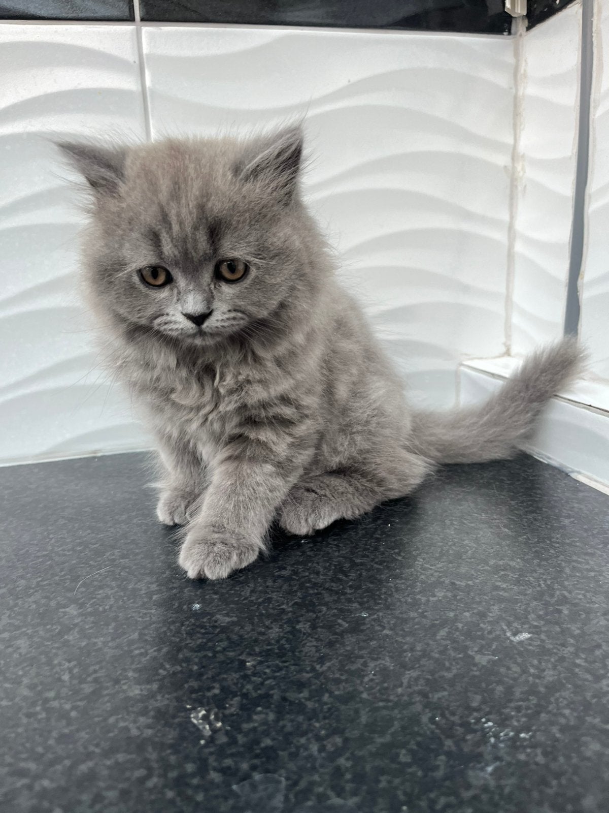 Britse korthaar kitten laatste katertjes beschikbaar!!, Dieren en Toebehoren, Kater, Langharig, 0 tot 2 jaar