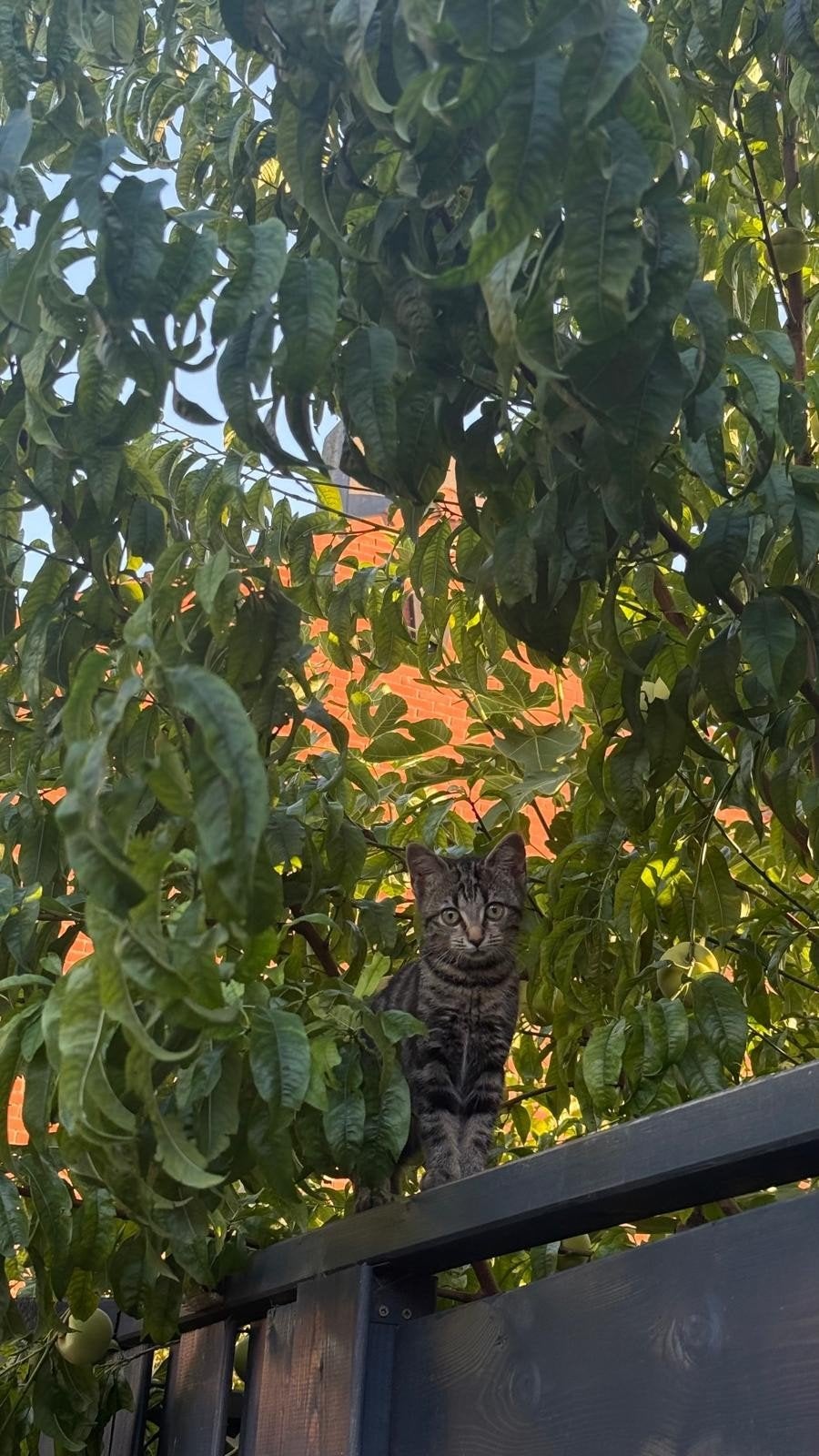 poes bijna 4 maanden, Poes