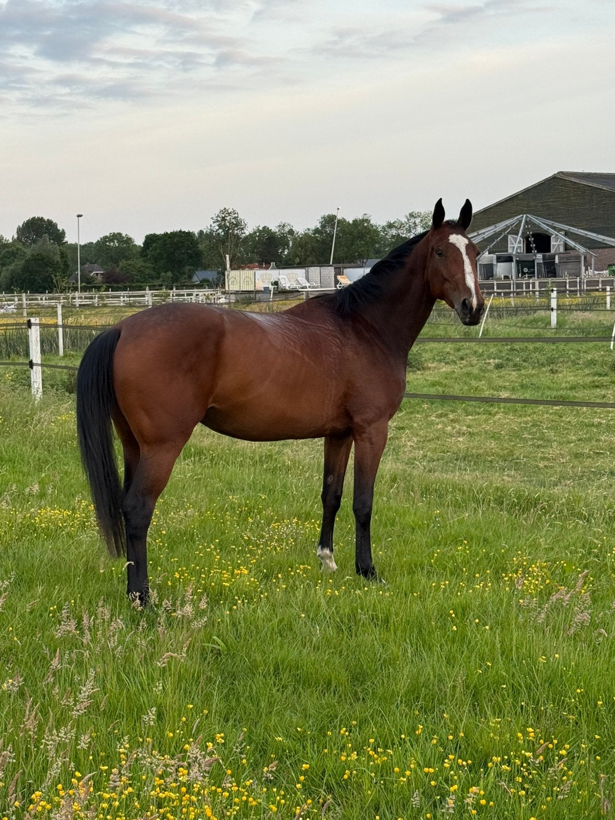 Eerlijke  3-jarige merrie met een gouden instelling., Merrie, Springpaard, Met stamboom, Zadelmak