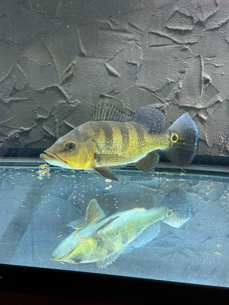 Cichla monoculus, Dieren en Toebehoren, Vissen | Aquariumvissen, Vis