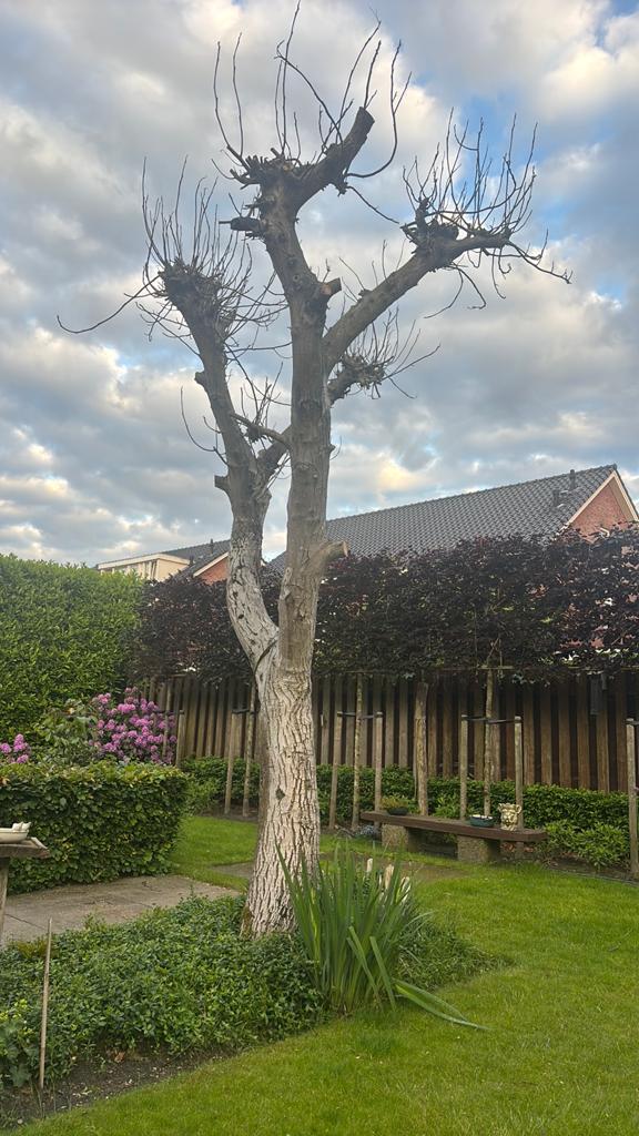 Notenboom voor stookhout, Tuin en Terras, Ophalen, Volle zon, Overige soorten, Minder dan 100 cm