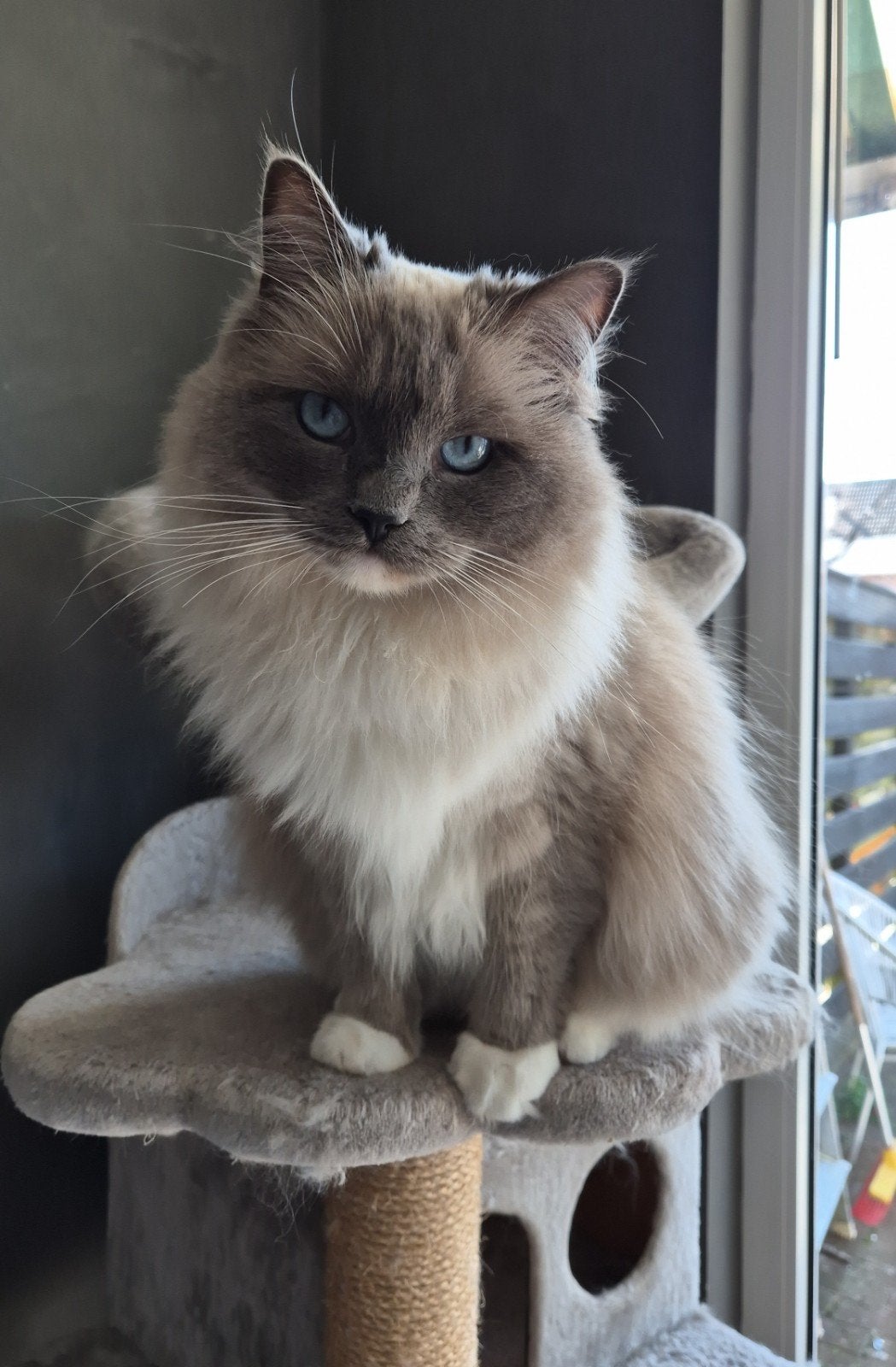Ragdoll herplaatsing, Poes, Gechipt, 3 tot 5 jaar