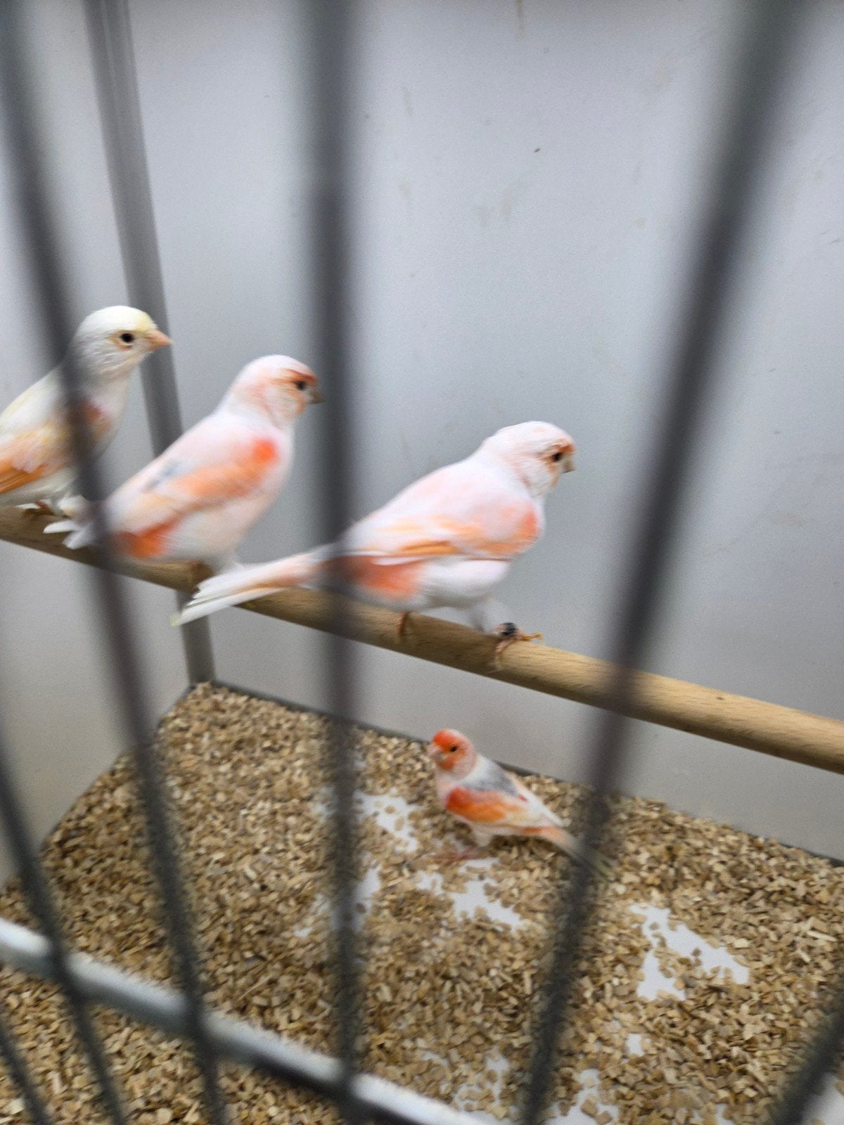 diverse vogels