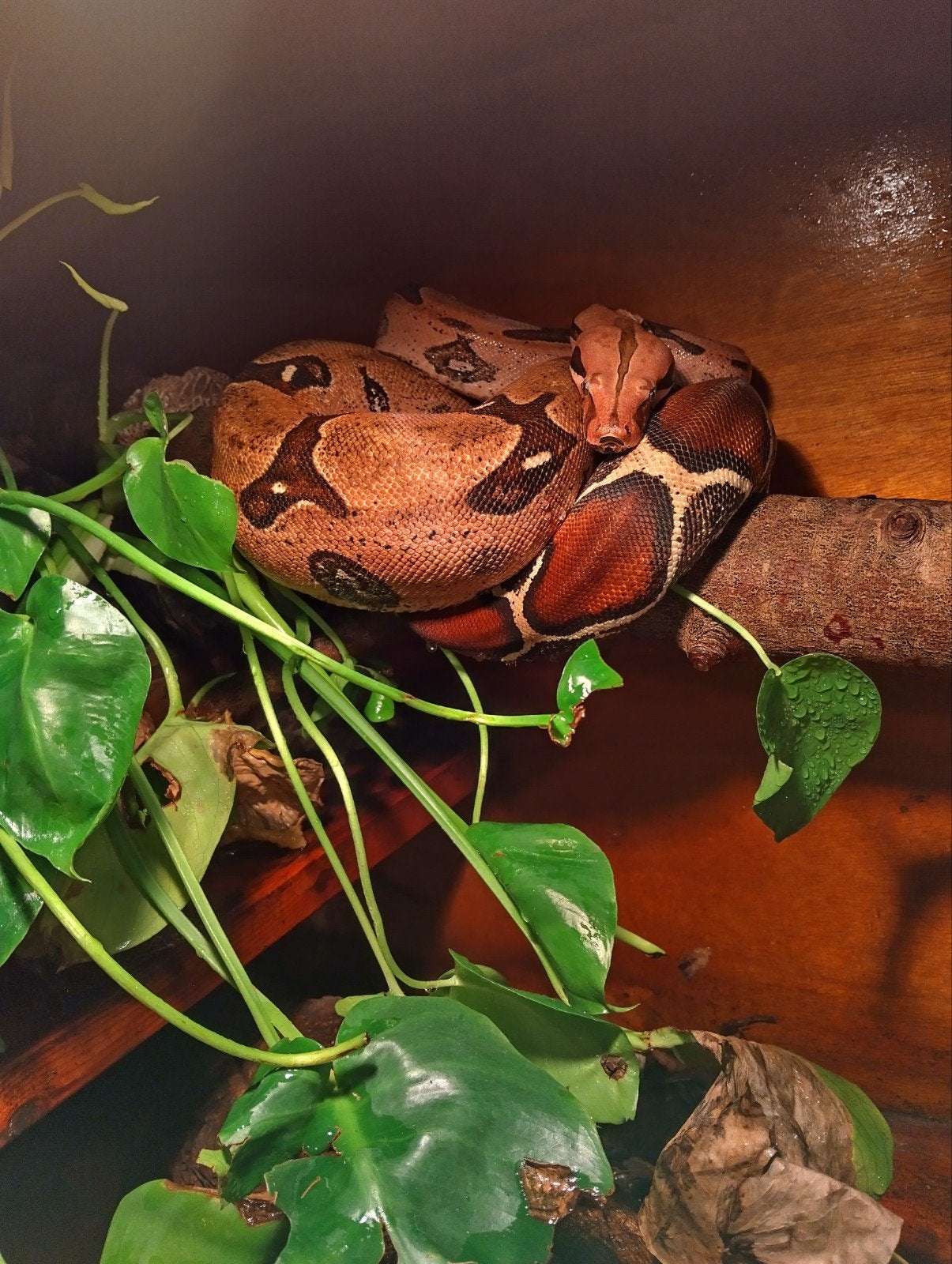 nakweek Frans Guyana boas Belizon area Boa Constrictor photo 5