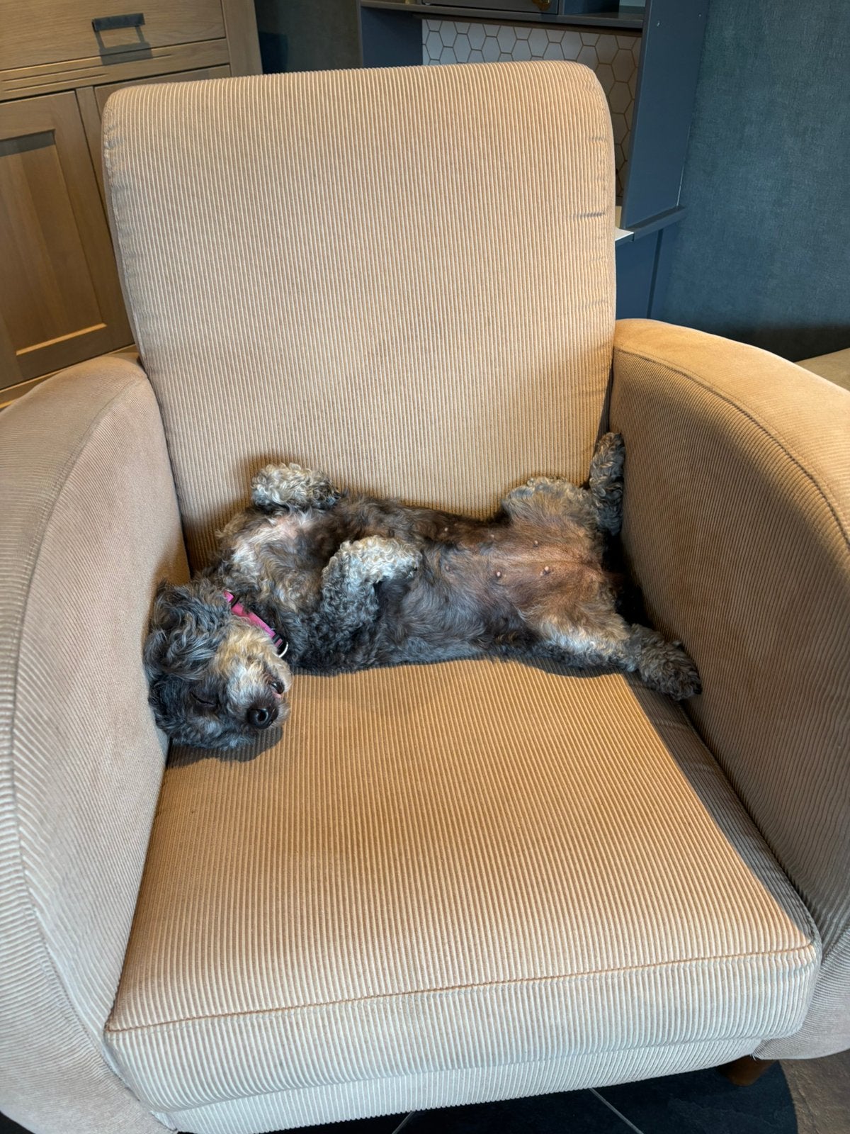 GEZOCHT! Labradoodle voor ons gezin!, 1 tot 2 jaar, Geslacht onbekend, Meerdere, Nederland