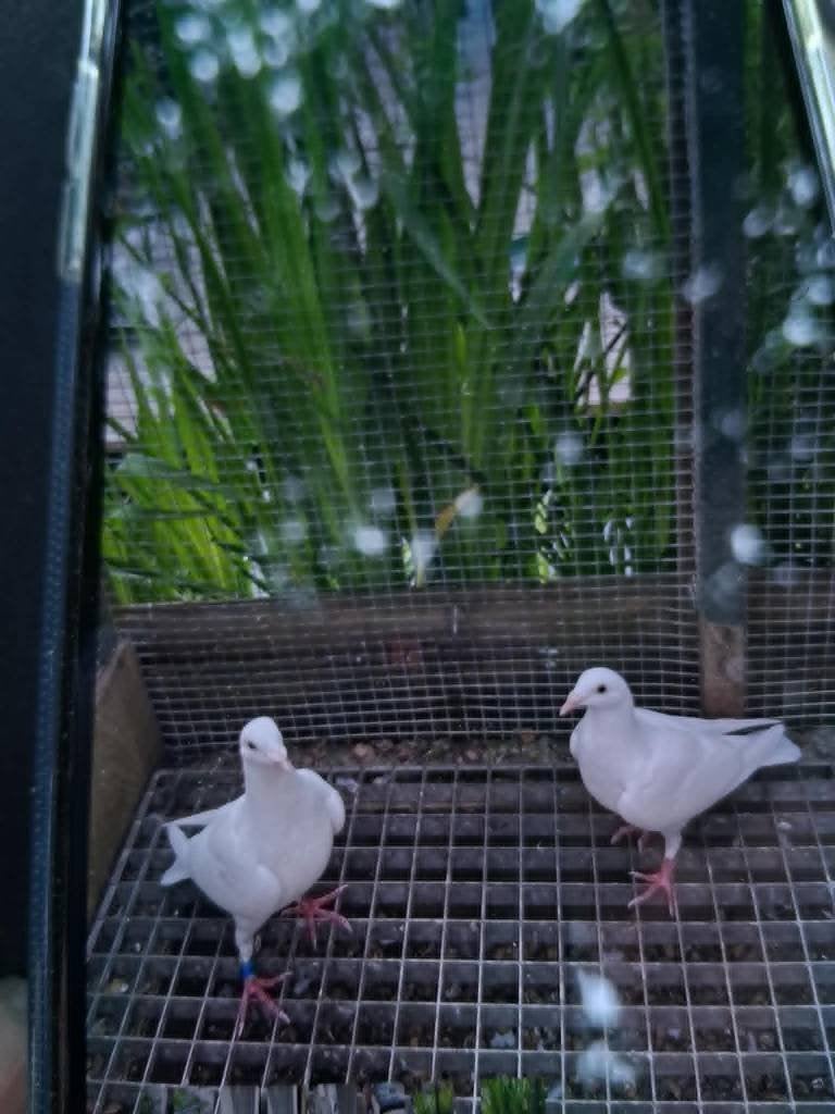witte postduiven, Dieren en Toebehoren, Vogels | Duiven, Meerdere dieren, Postduif