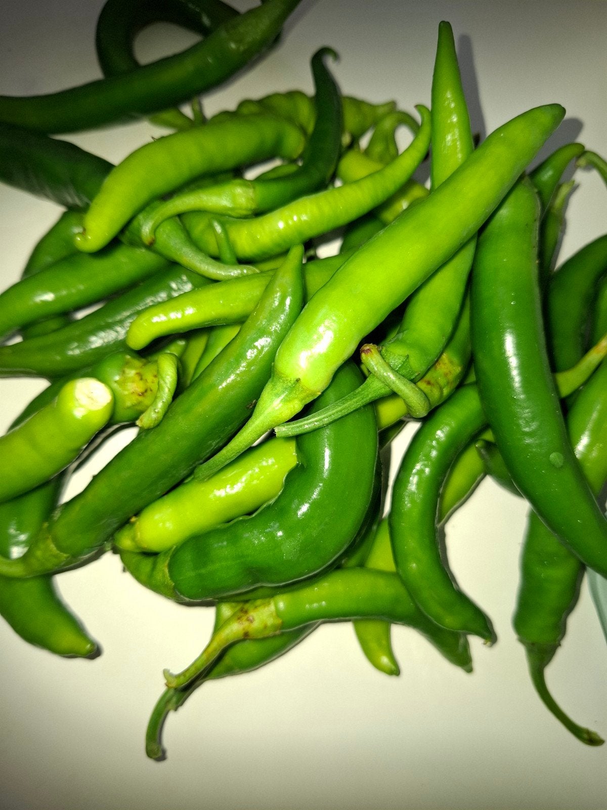 Spaanse peper, het is pittig. 5 euro pk, Ophalen, Volle zon