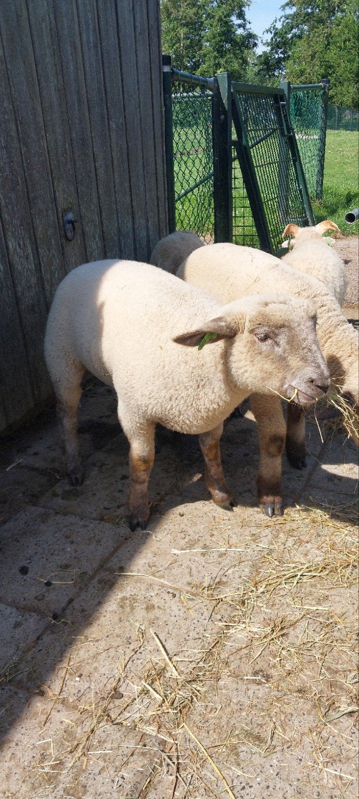 Hampshire Down x Swifter lammeren, Meerdere dieren, Schaap, 0 tot 2 jaar