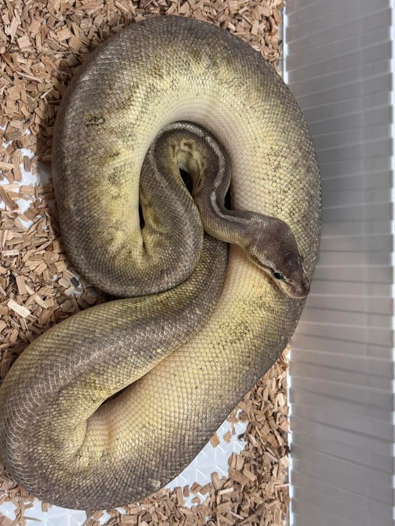 Stoppen met kweken helemaal complete kweek Ball Python - unknown for sale from exotic-twente