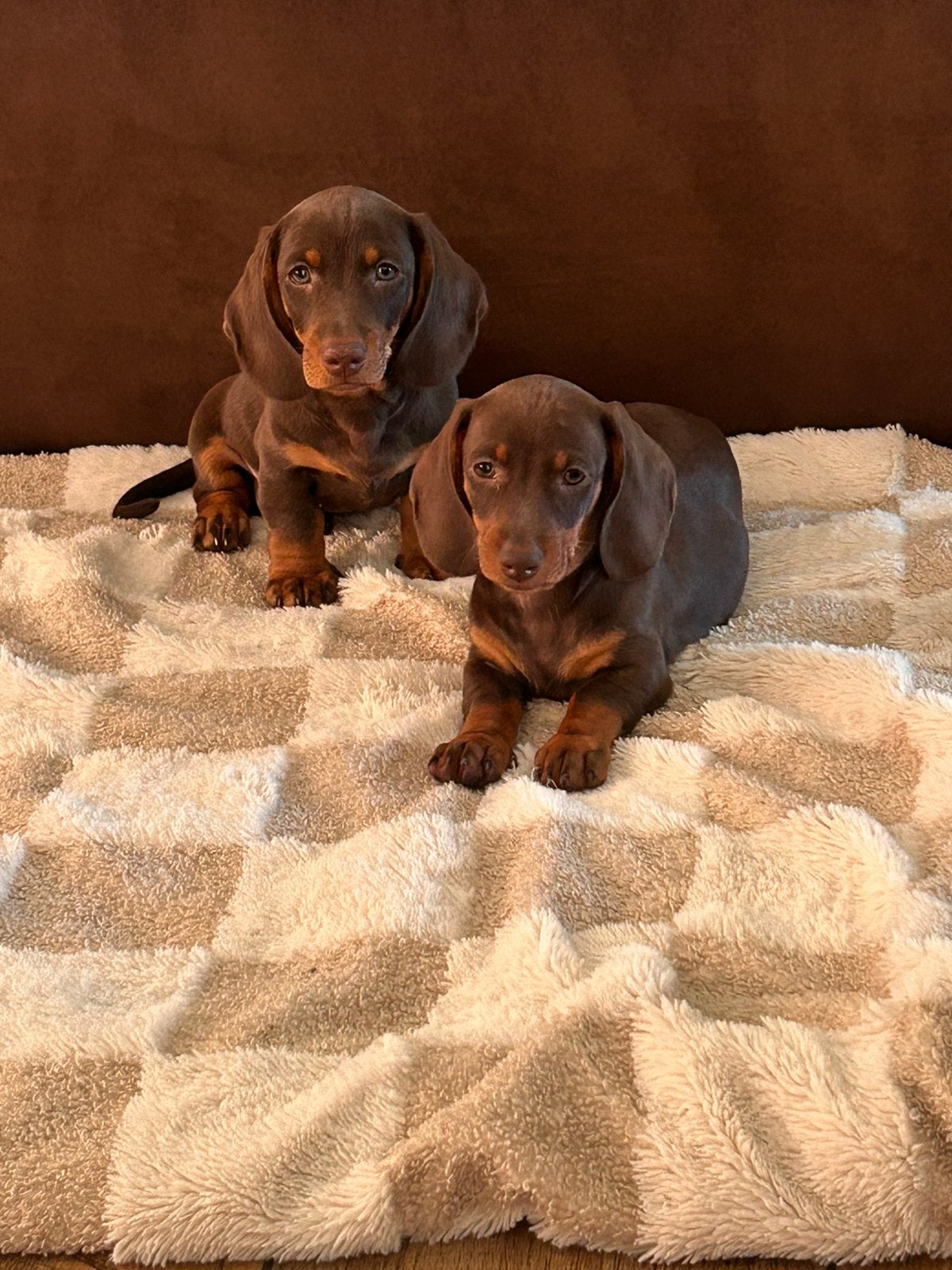 Super mooie kaninchen / dwerg teckels pups te koop, Kaninchen, HCC (leverziekte), 8 tot 15 weken, Korthaar
