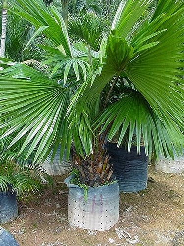 10 Livistona Rotundifolia palmboom zaden.(verzenden kan ook), Ophalen, Gehele jaar, Volle zon, Zaad