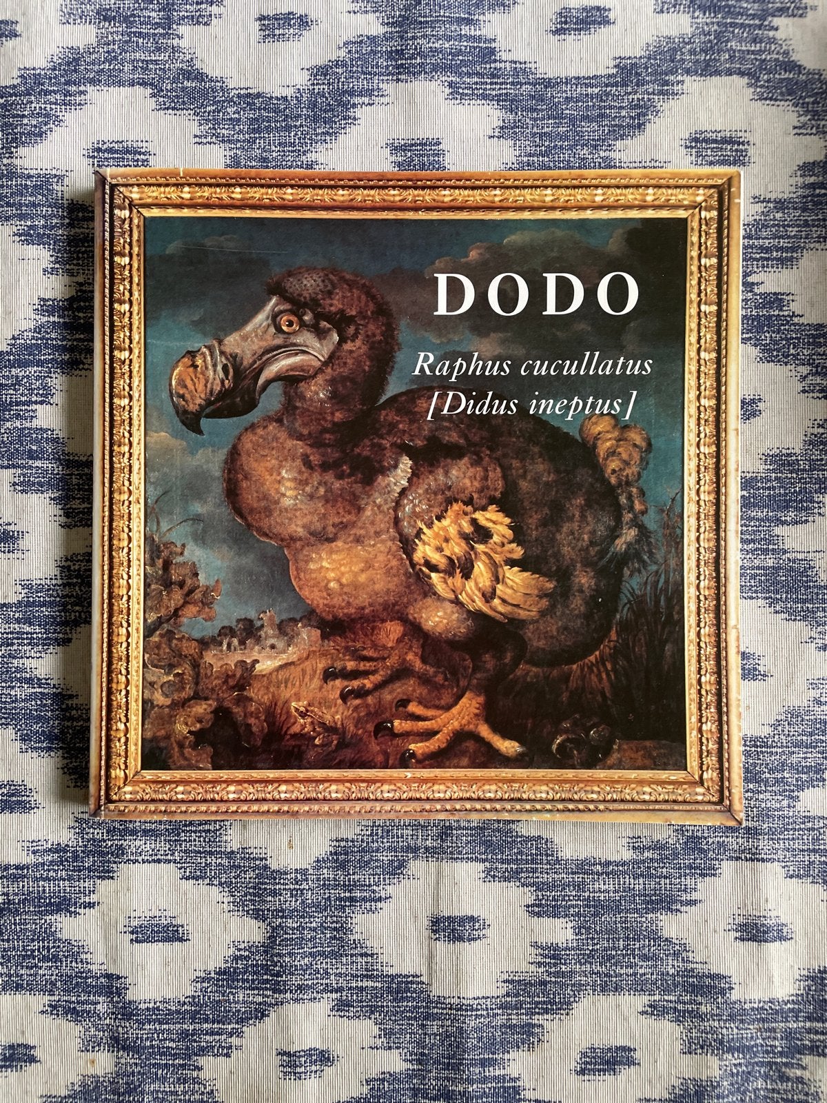 DODO: Rapus cucullatus [Didus ineptus] - Zoölogisch Museum, Ophalen of Verzenden, Zo goed als nieuw, Natuur algemeen