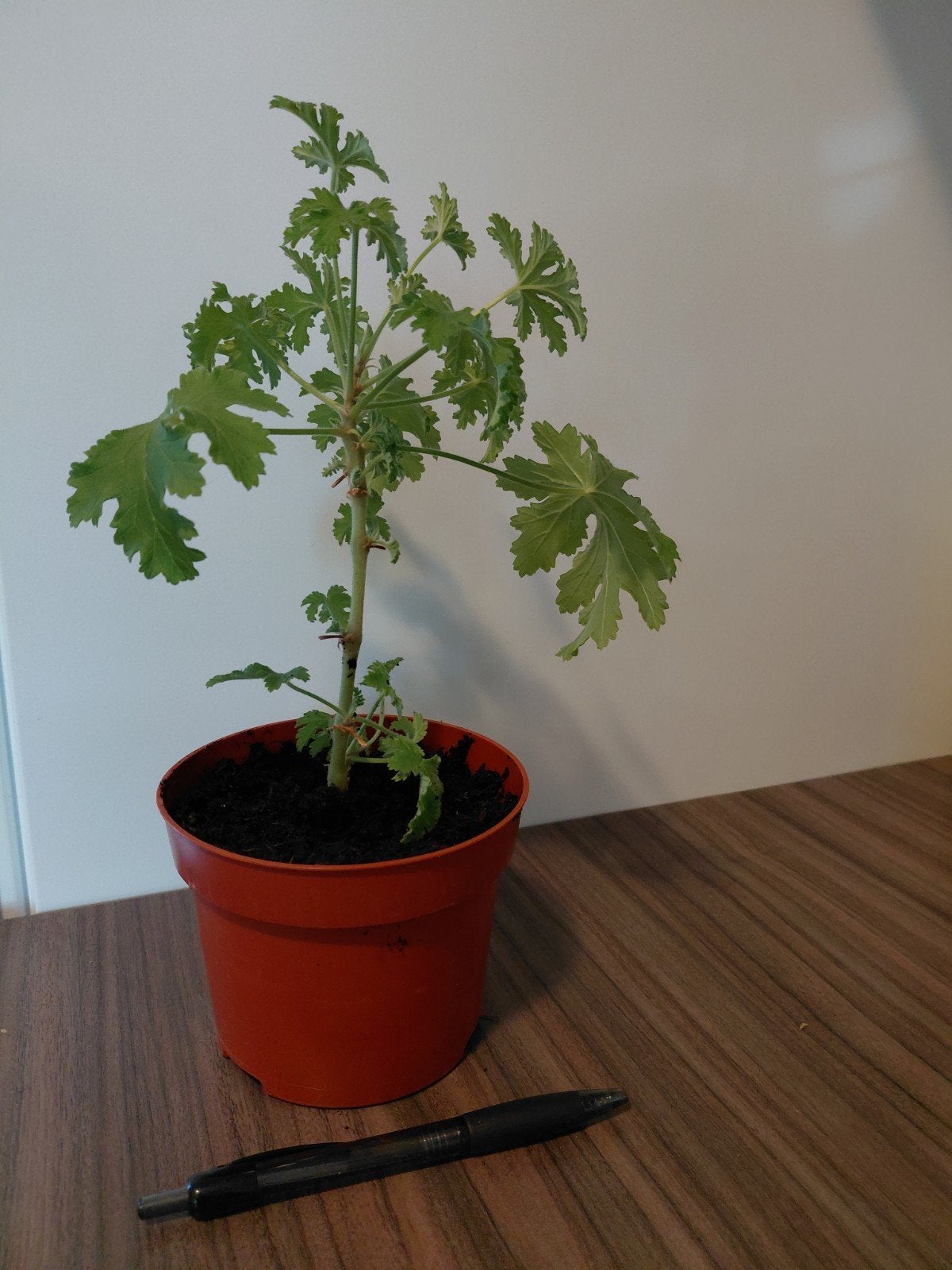 citroen geranium, Ophalen, Volle zon