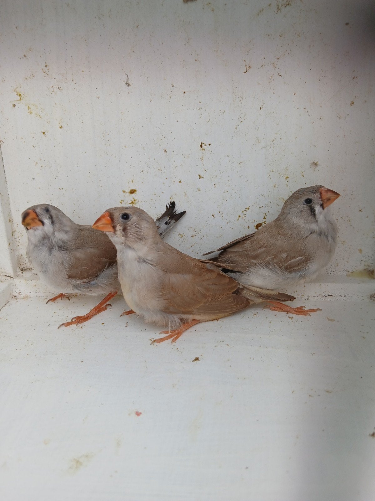 3 jonge zebravink popjes, Dieren en Toebehoren, Vogels | Overige Vogels, Vrouwelijk, Tropenvogel