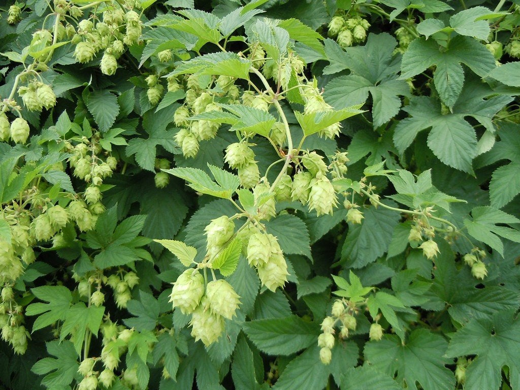 Humulus lupulus - Hop (zaailing) BIO, Ophalen, Volle zon, Vaste plant, Klimplanten
